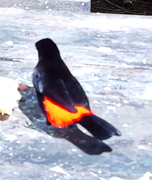Flame-rumped Tanager