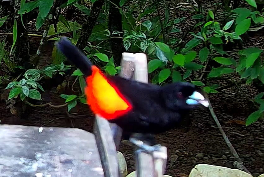 Flame-rumped Tanager