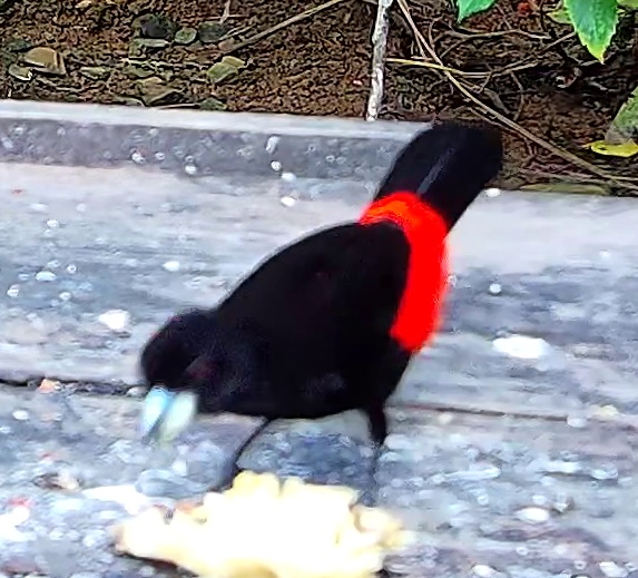 Flame-rumped Tanager