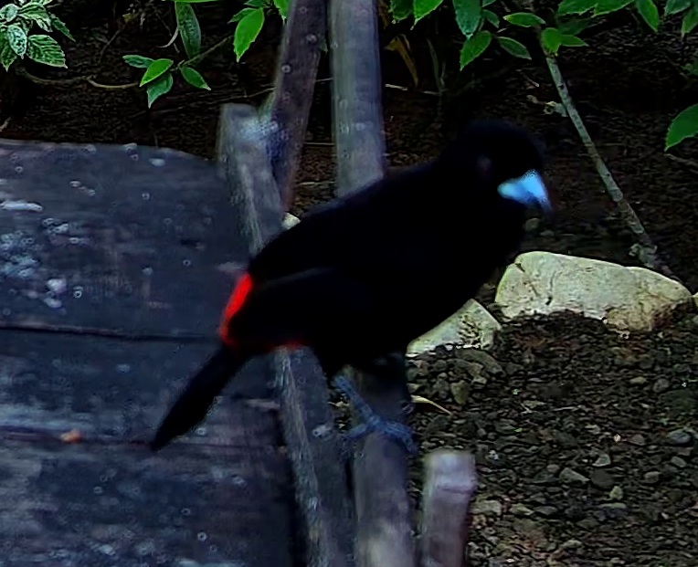 Scarlet-rumped Tanager