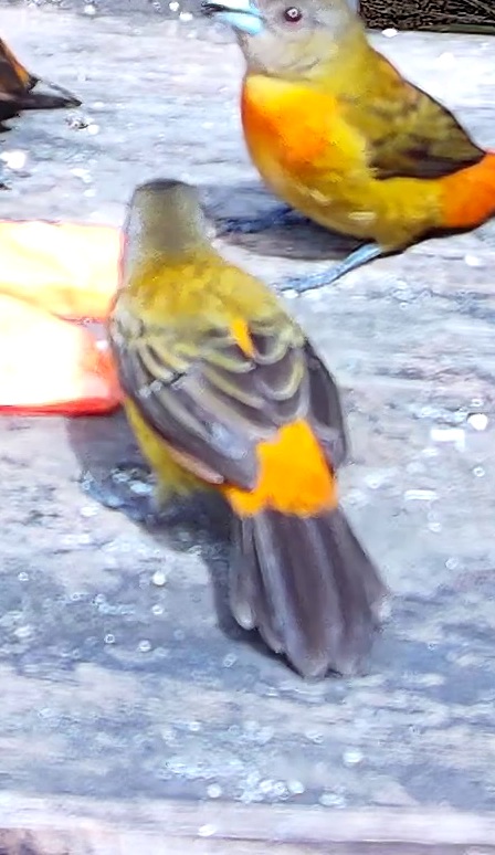 Flame-rumped Tanager