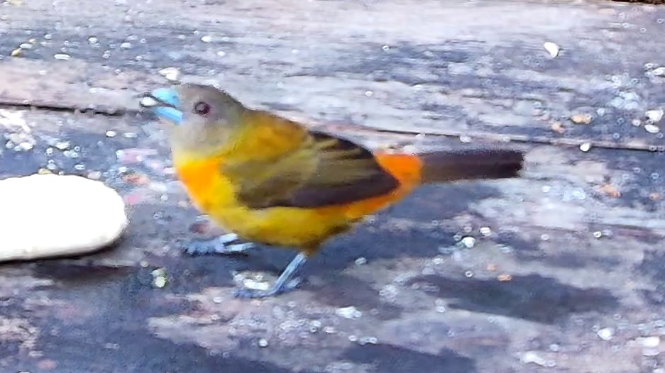 Flame-rumped Tanager