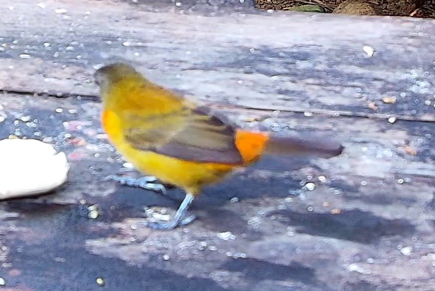 Flame-rumped Tanager