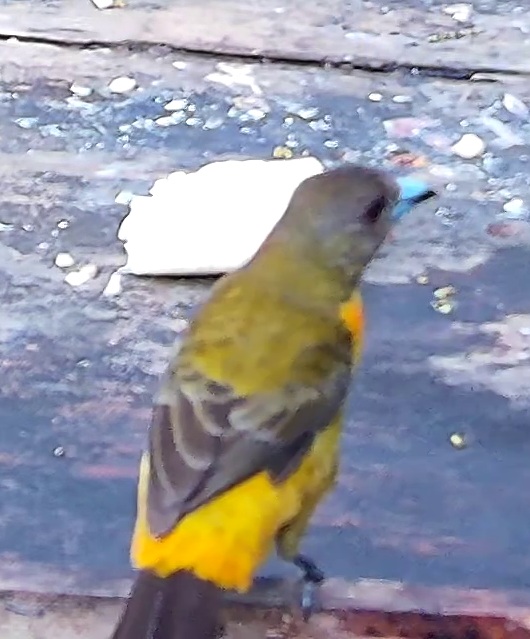 Flame-rumped Tanager
