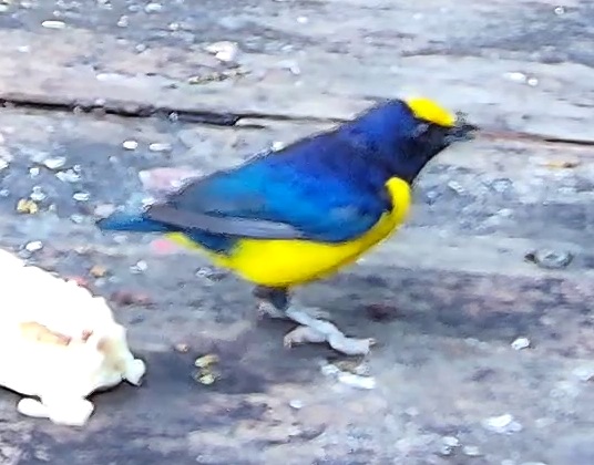 Violaceous euphonia