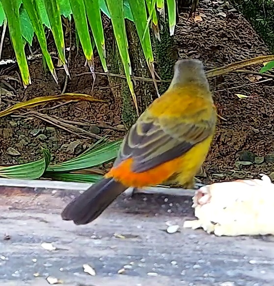 Palm tanager