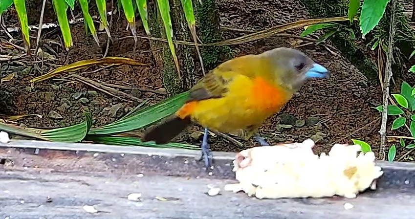 Flame-rumped Tanager