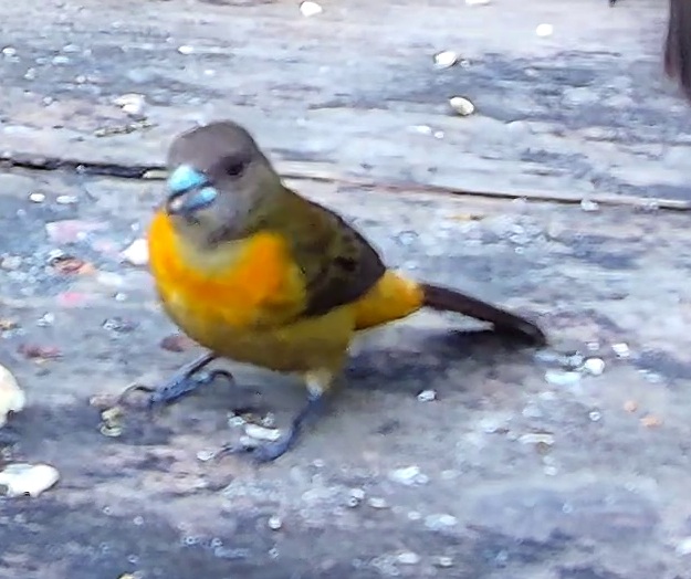 Flame-rumped Tanager