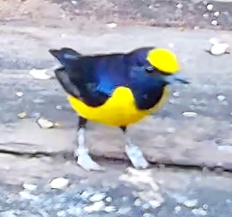Violaceous Euphonia