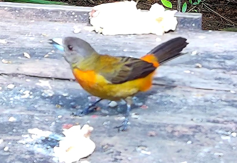 Flame-rumped Tanager