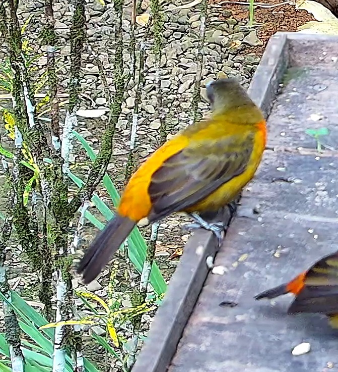 Flame-rumped Tanager