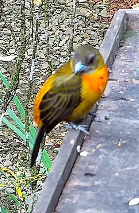 Flame-rumped Tanager