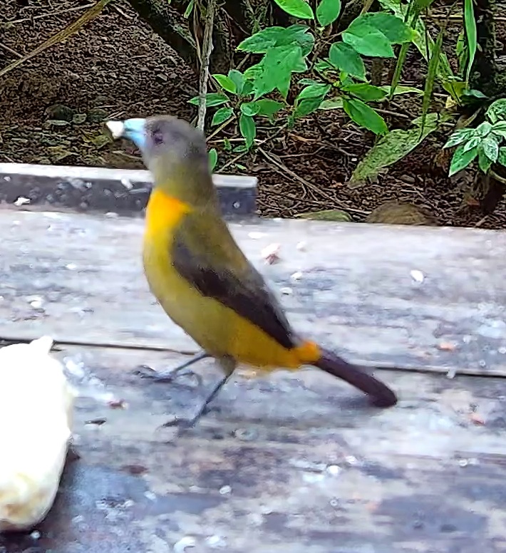 Flame-rumped Tanager