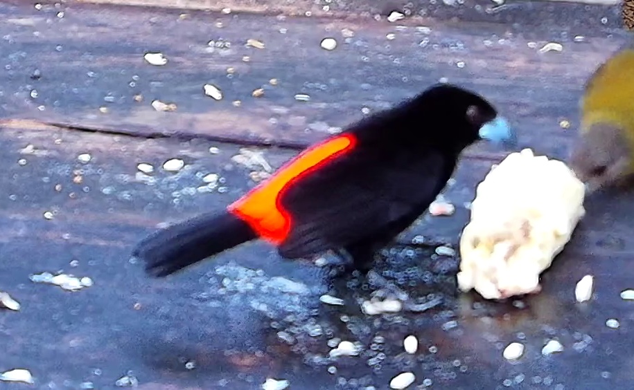 Flame-rumped Tanager