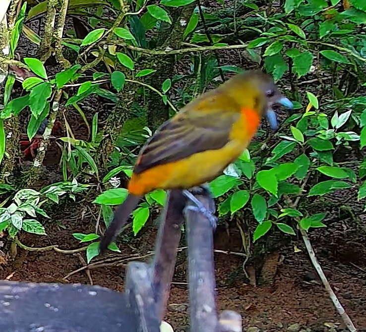 Scarlet-rumped Tanager