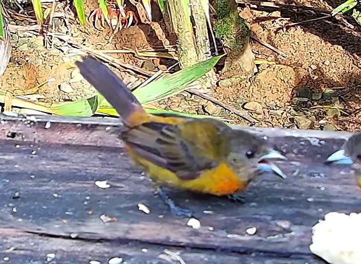 Flame-rumped Tanager
