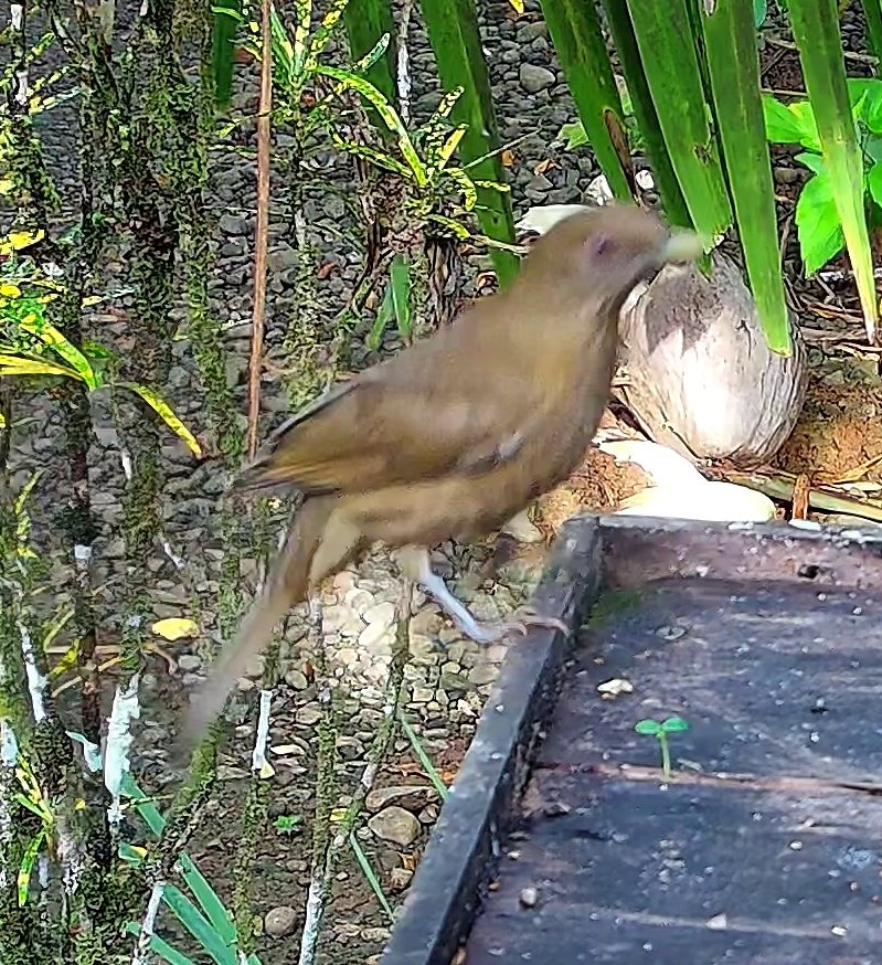 Clay-colored thrush