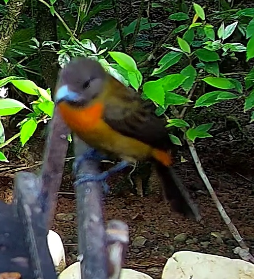 Passerini's Tanager