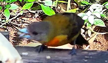 Flame-rumped Tanager