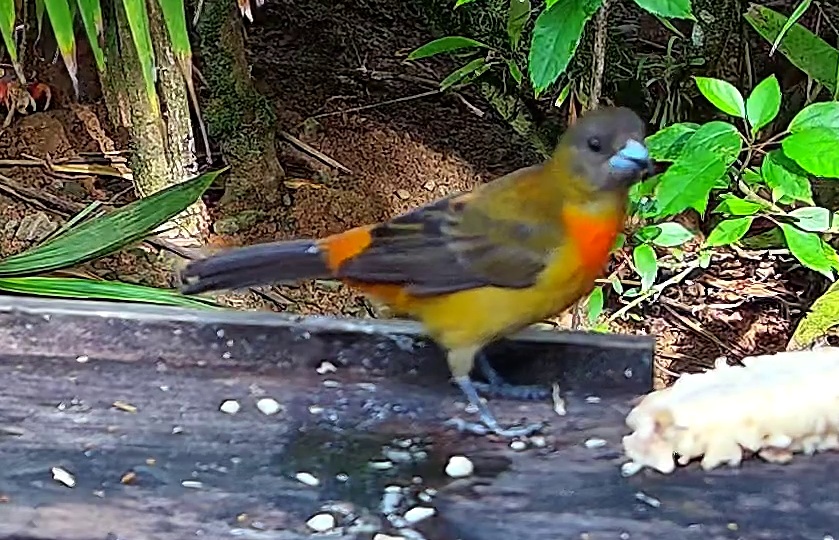 Flame-rumped Tanager