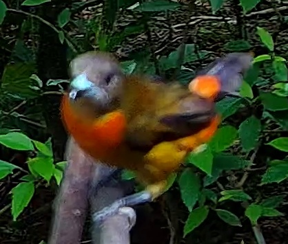 Orange-collared Manakin