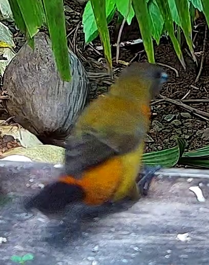 Chestnut-bellied Euphonia