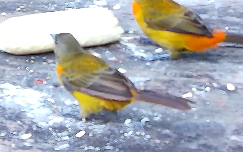 Cherrie's Tanager