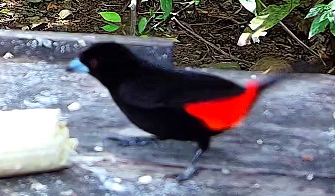 Scarlet-rumped Tanager