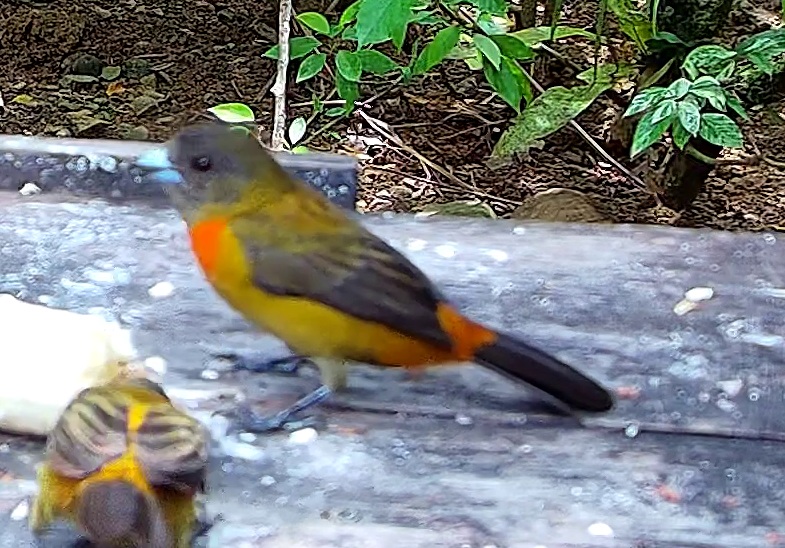 Passerini's Tanager