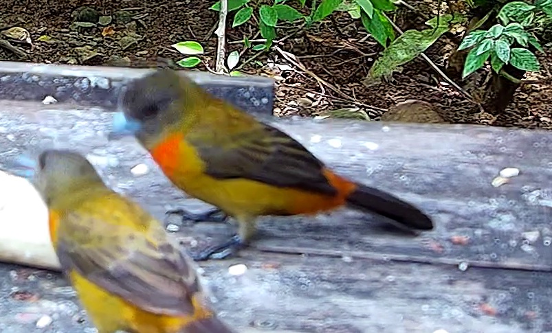 Flame-rumped Tanager