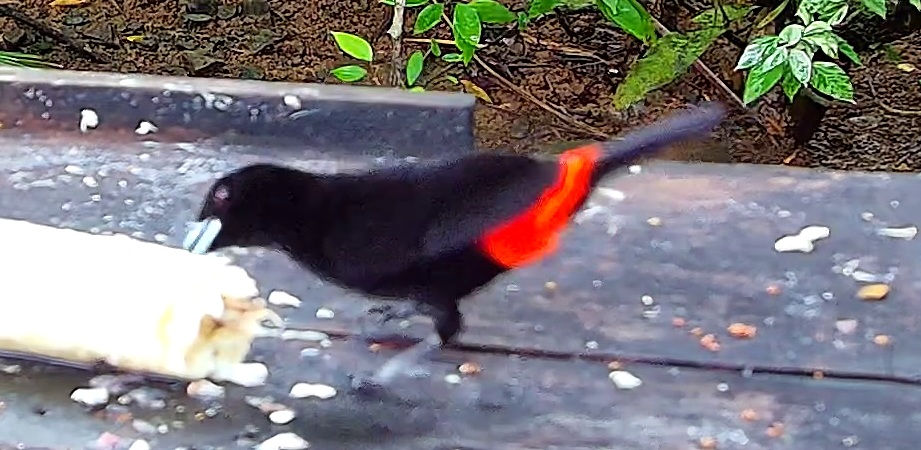 Flame-rumped Tanager