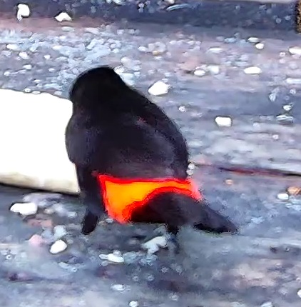Flame-rumped Tanager