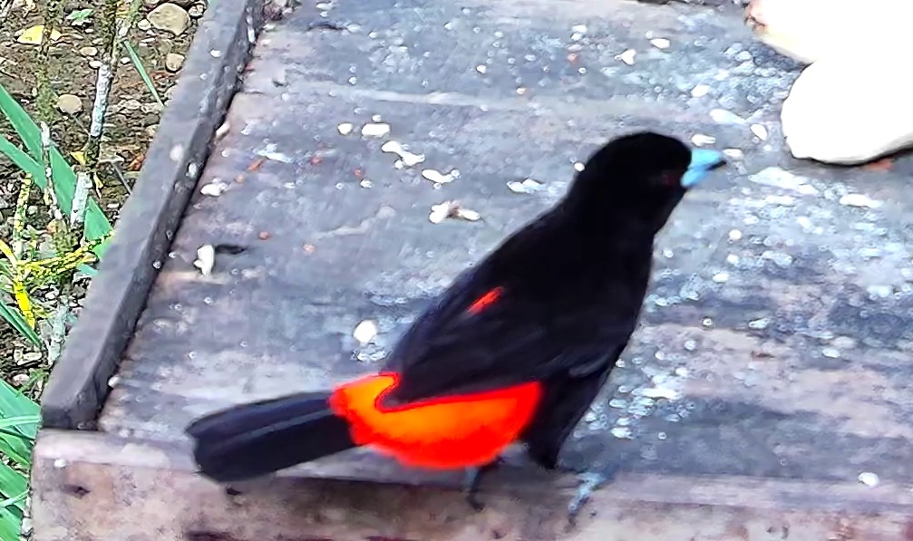Scarlet-rumped Tanager