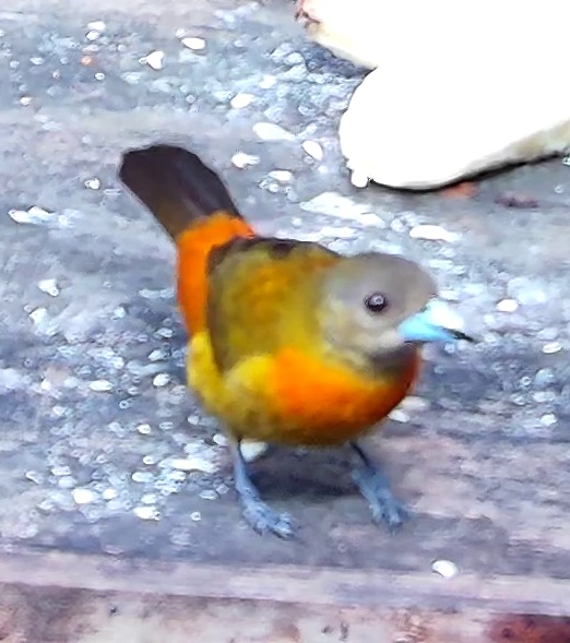 Flame-rumped Tanager
