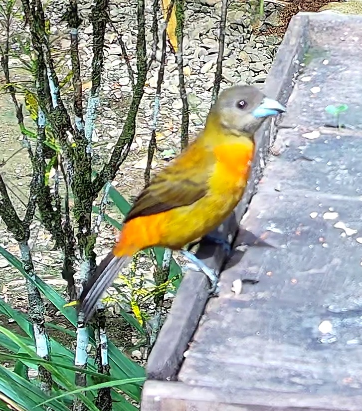 Flame-rumped Tanager