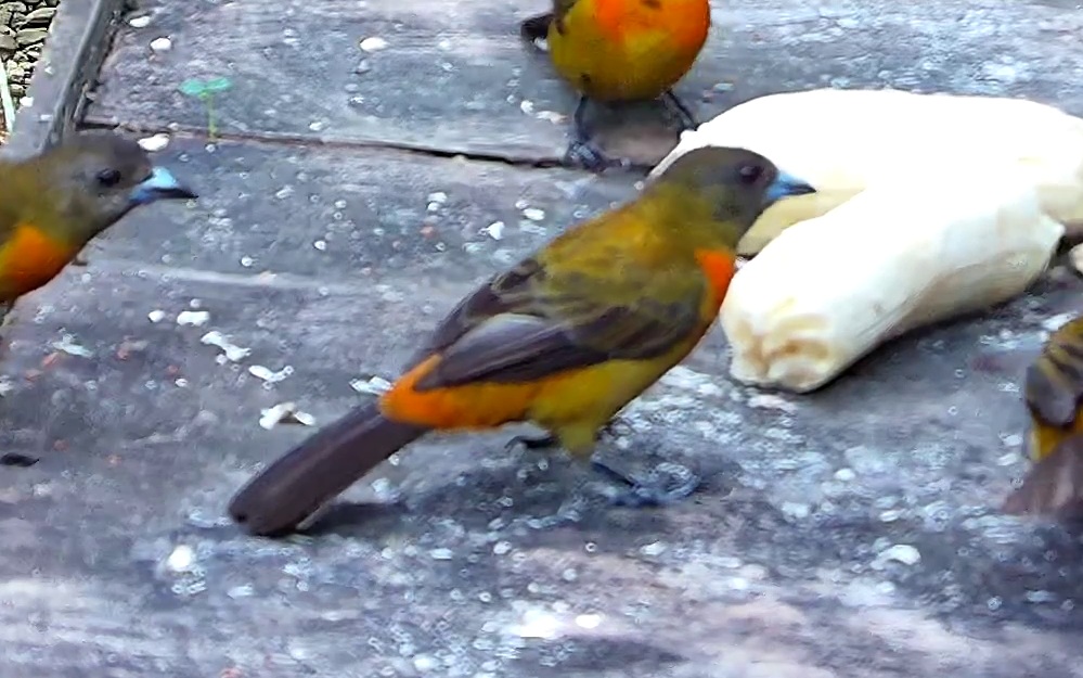 Flame-rumped Tanager