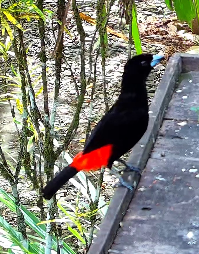 Scarlet-rumped Tanager