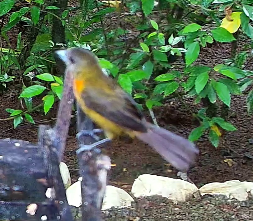 Flame-rumped Tanager