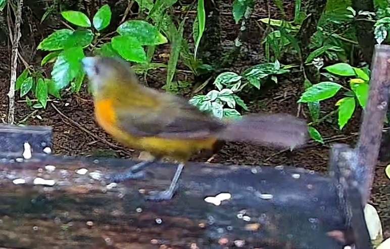 Olive-backed tanager