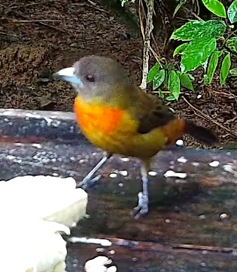 Cherrie's Tanager
