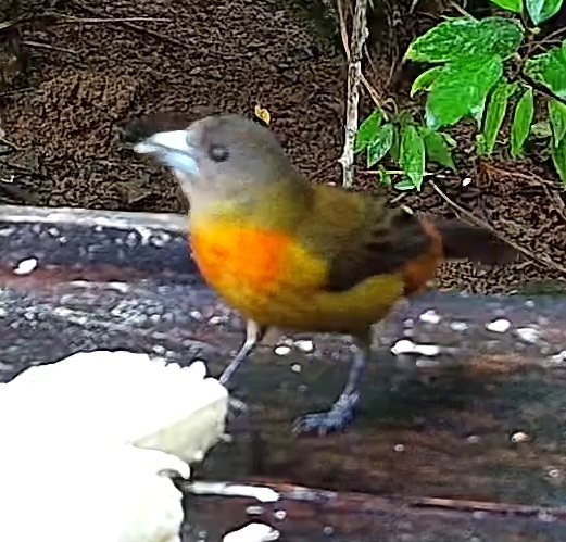 Flame-rumped Tanager