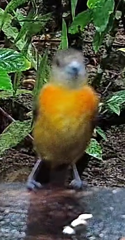 Cherrie's Tanager