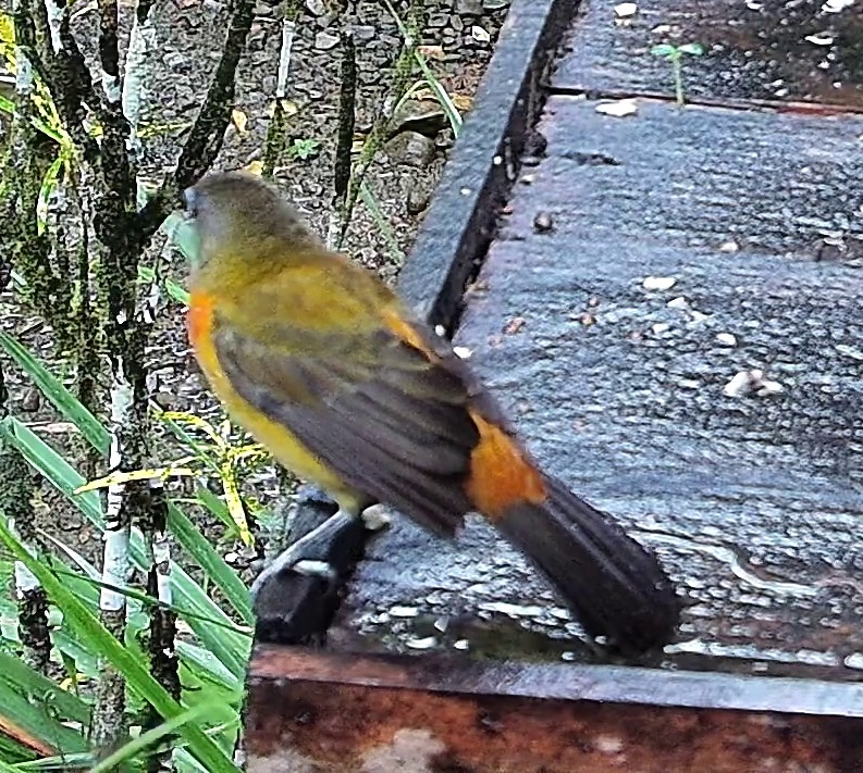 Flame-rumped Tanager