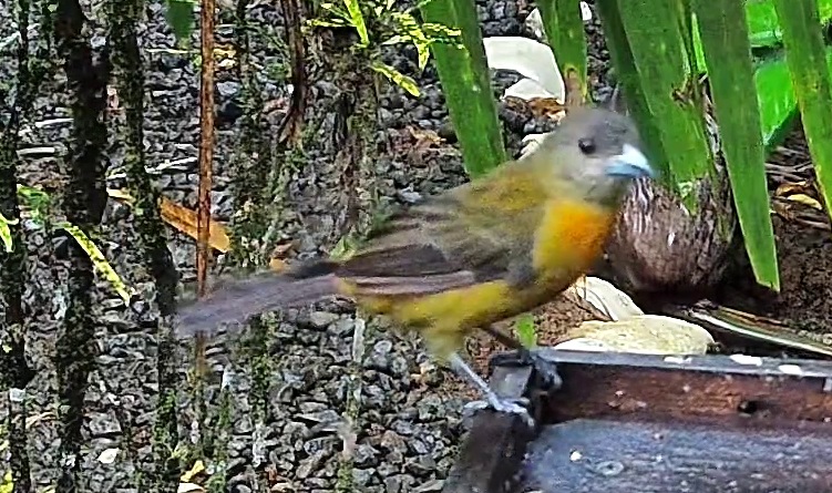 Flame-rumped Tanager