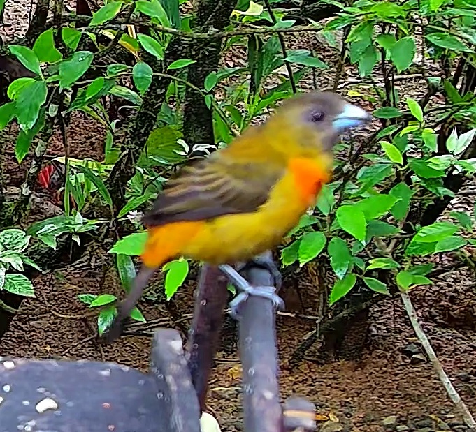 Flame-rumped Tanager