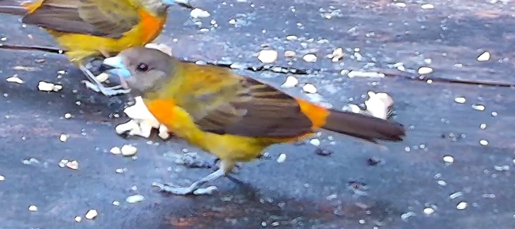 Flame-rumped Tanager