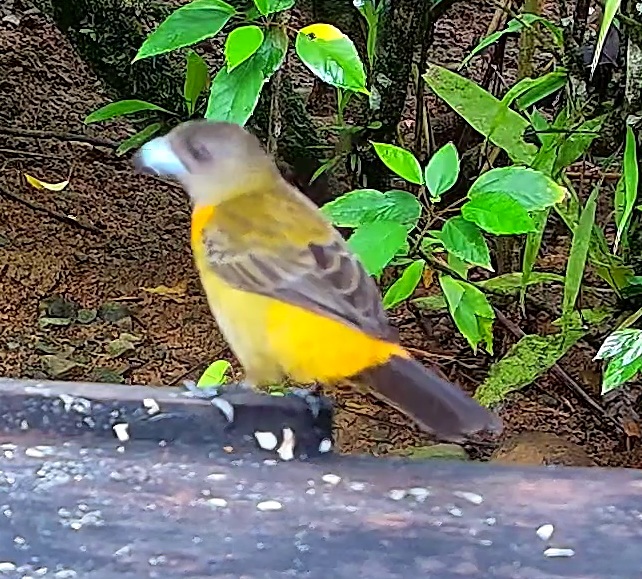 Flame-rumped Tanager