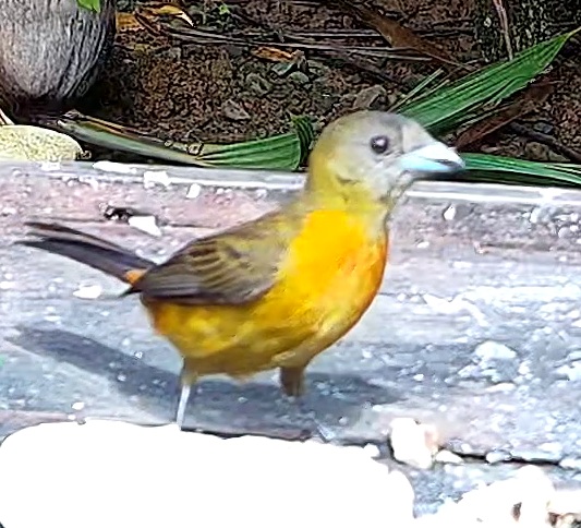 Flame-rumped Tanager