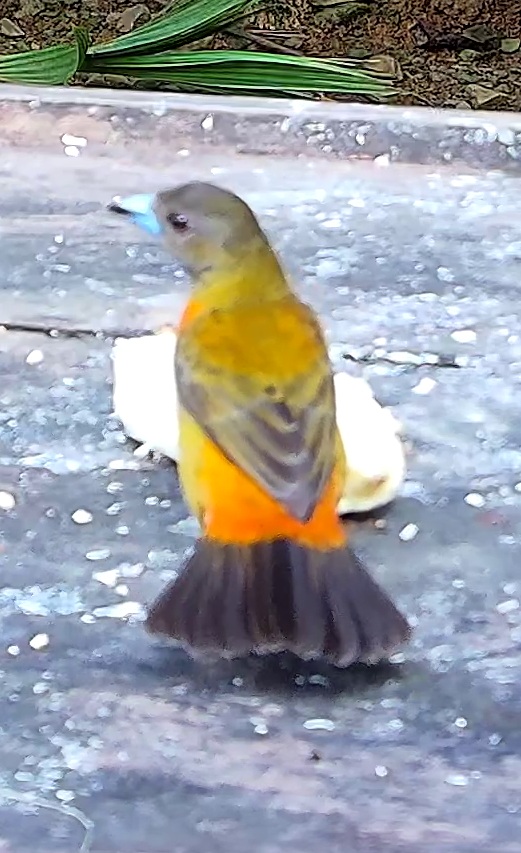 Passerini's Tanager