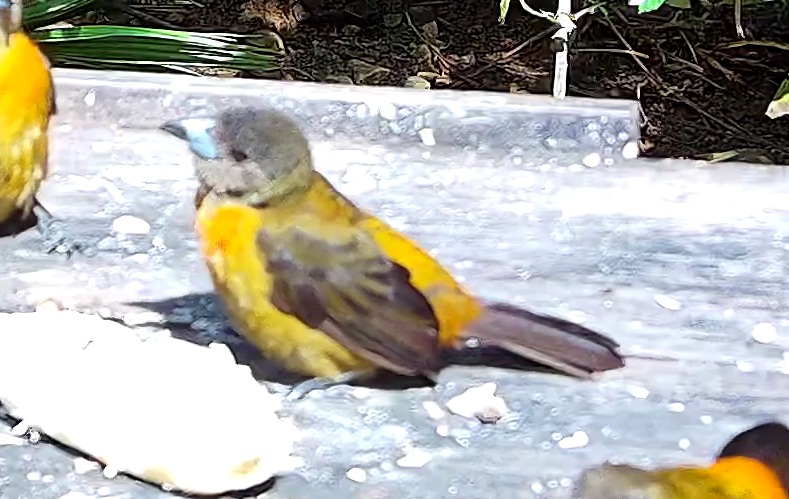 Flame-rumped Tanager
